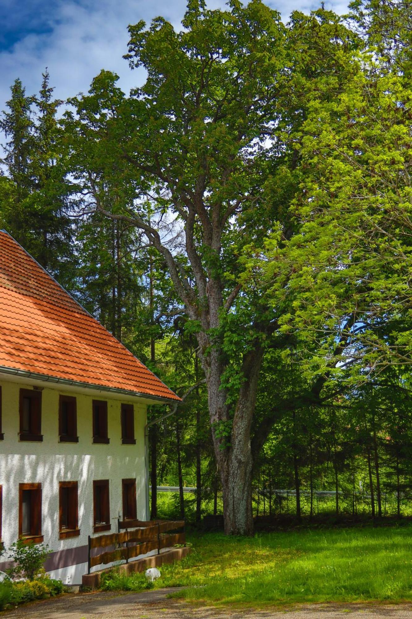 Schwarzwald Escape Vendégház Gorwihl Kültér fotó